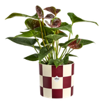 blocks & stripes 15cm dark burgundy`